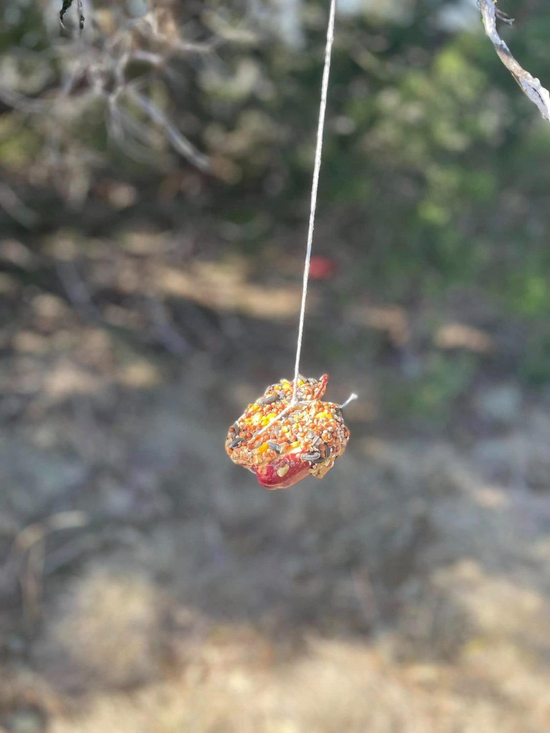 An apple rolled in birdseed hanging from a tree branch as a bird feeder