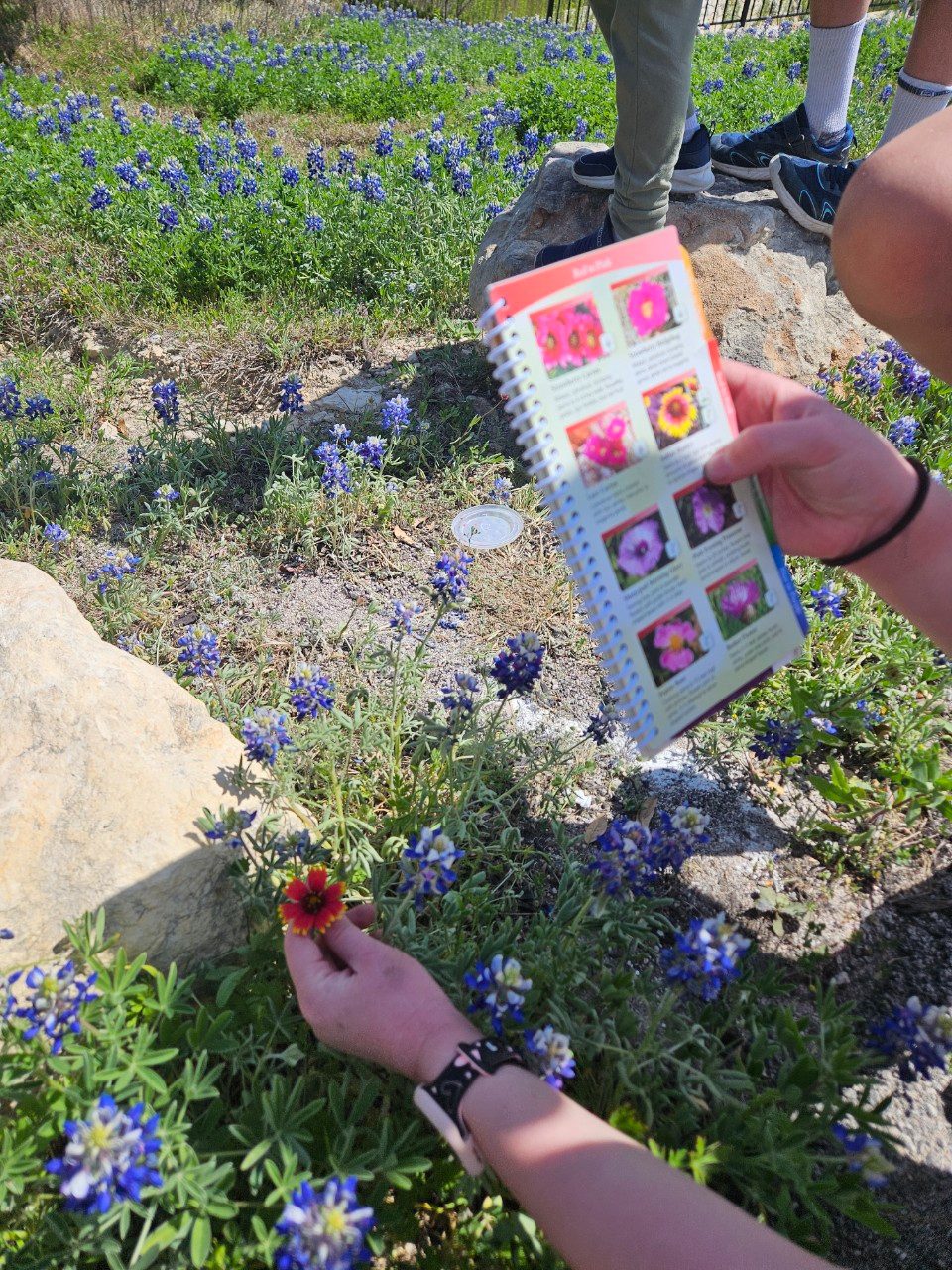 Children matching a wildflower to a field guide in a field of bluebonnets