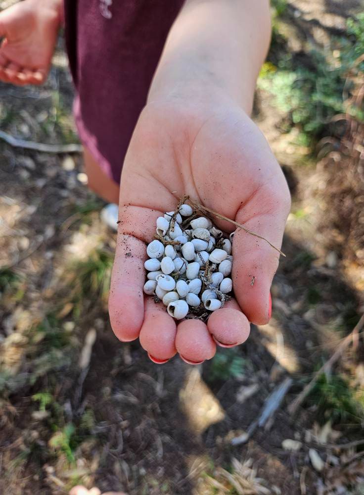 A child's hand holding a collection of small white snail shells